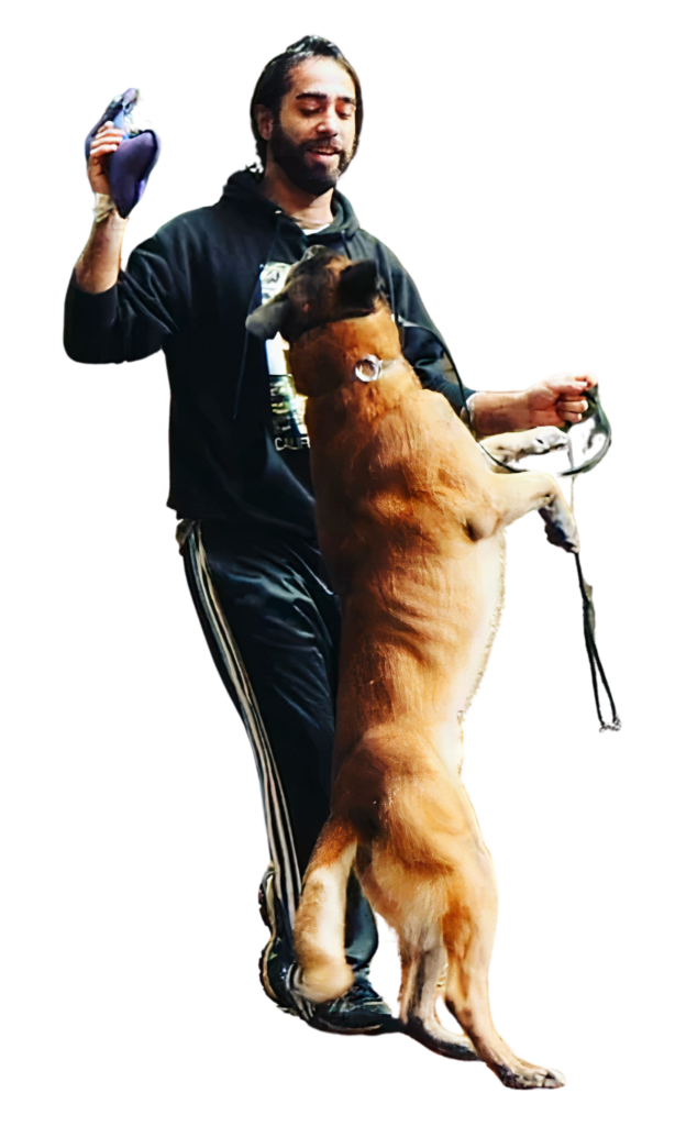 adestrador de cão certificado pastor belga malinois