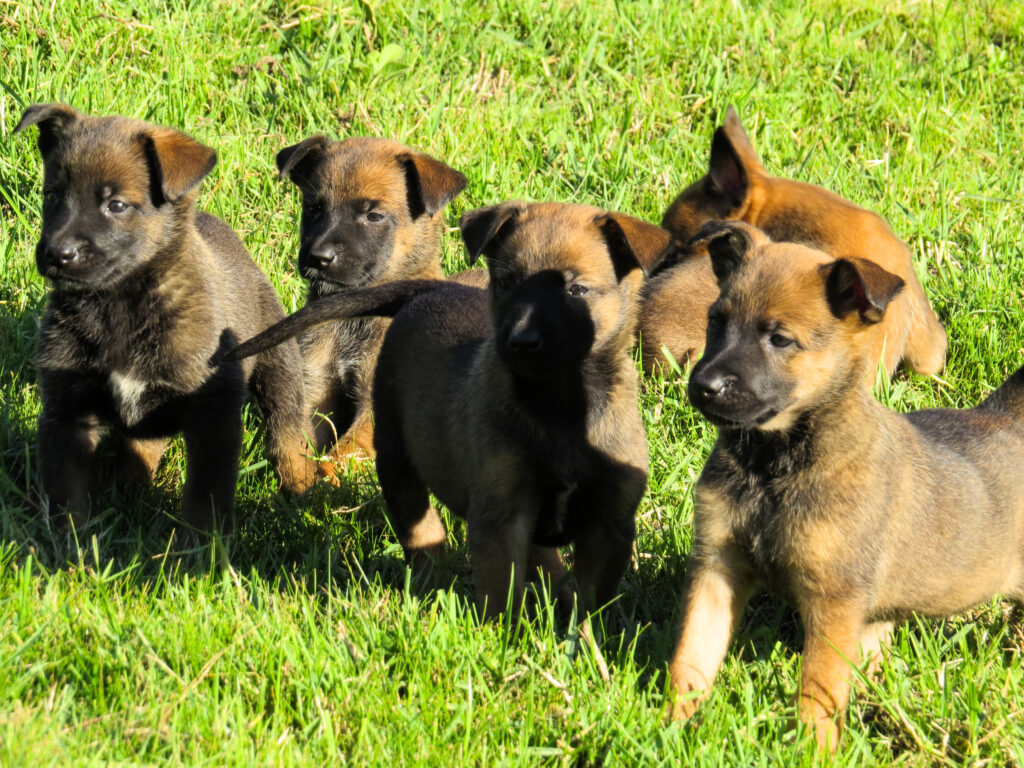filhotes canil von bocao pastor belga malinois