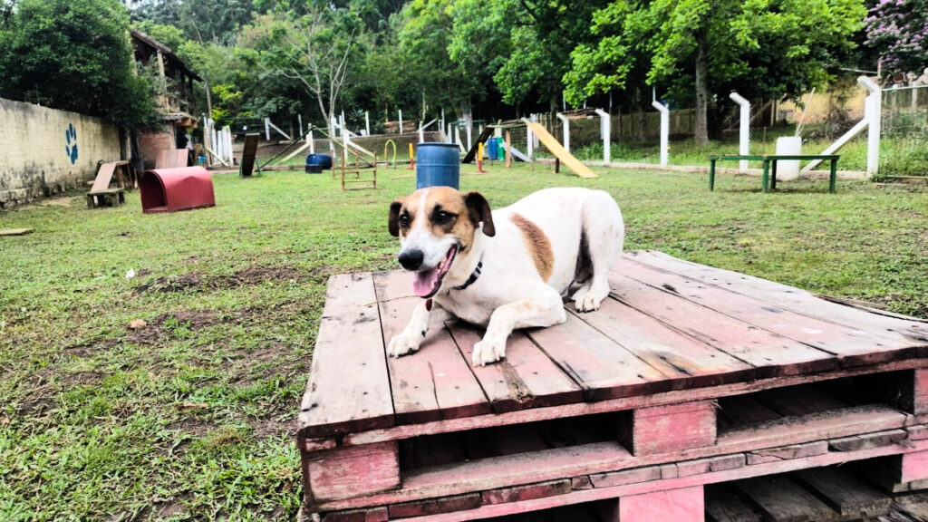 canil von bocao hospedagem